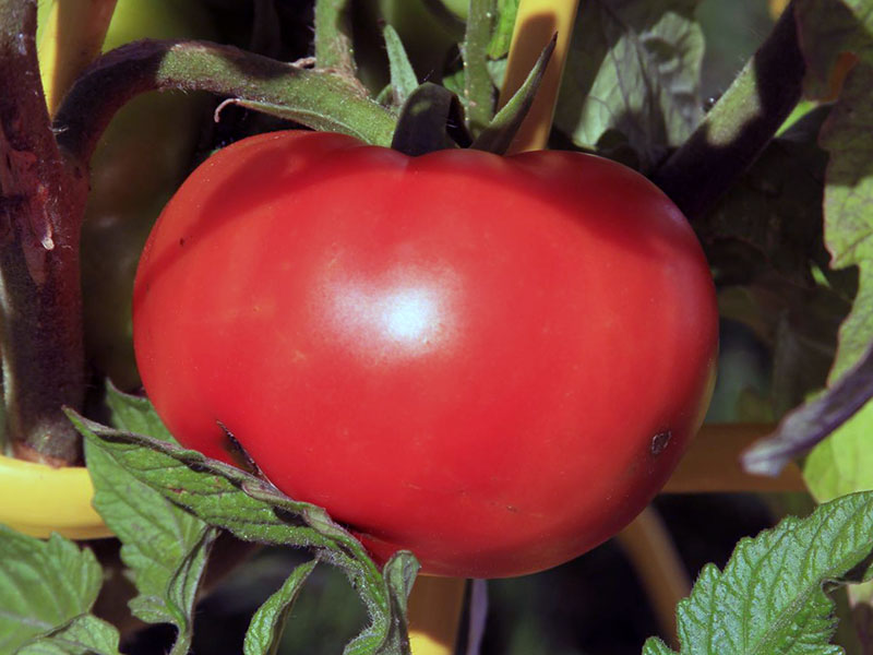 Выращивание помидоров на подоконнике