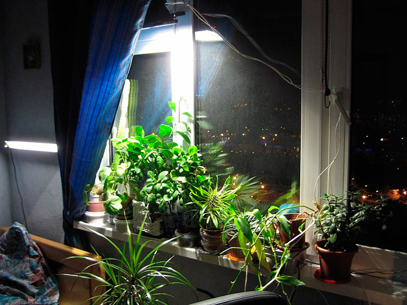 Досвечивание растений лампой