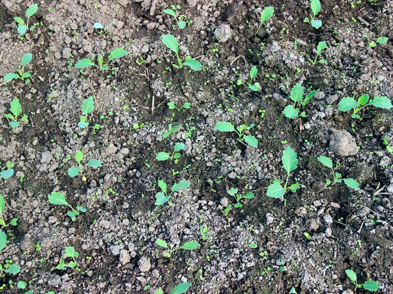 Выращивание кольраби открытом грунте
