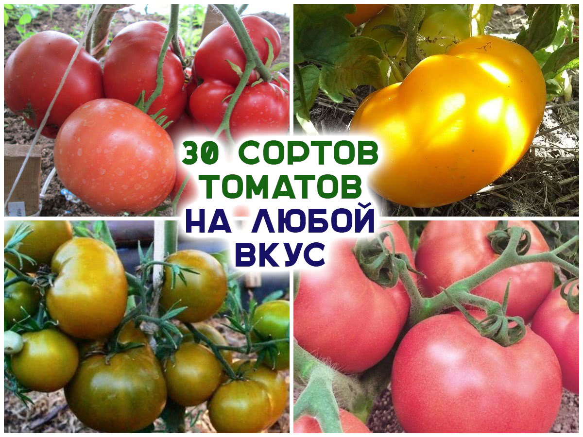 30 сортов томатов