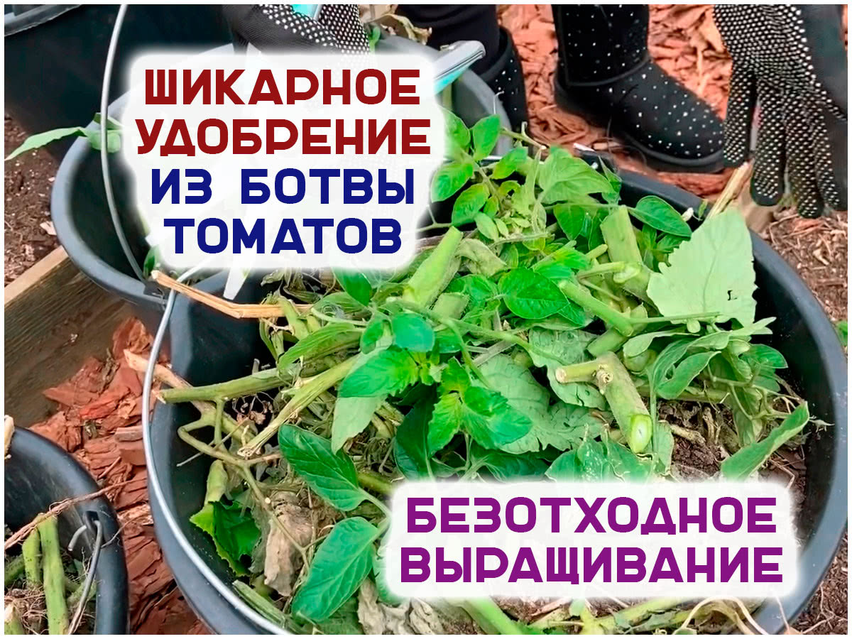 Удобрение и томатной ботвы