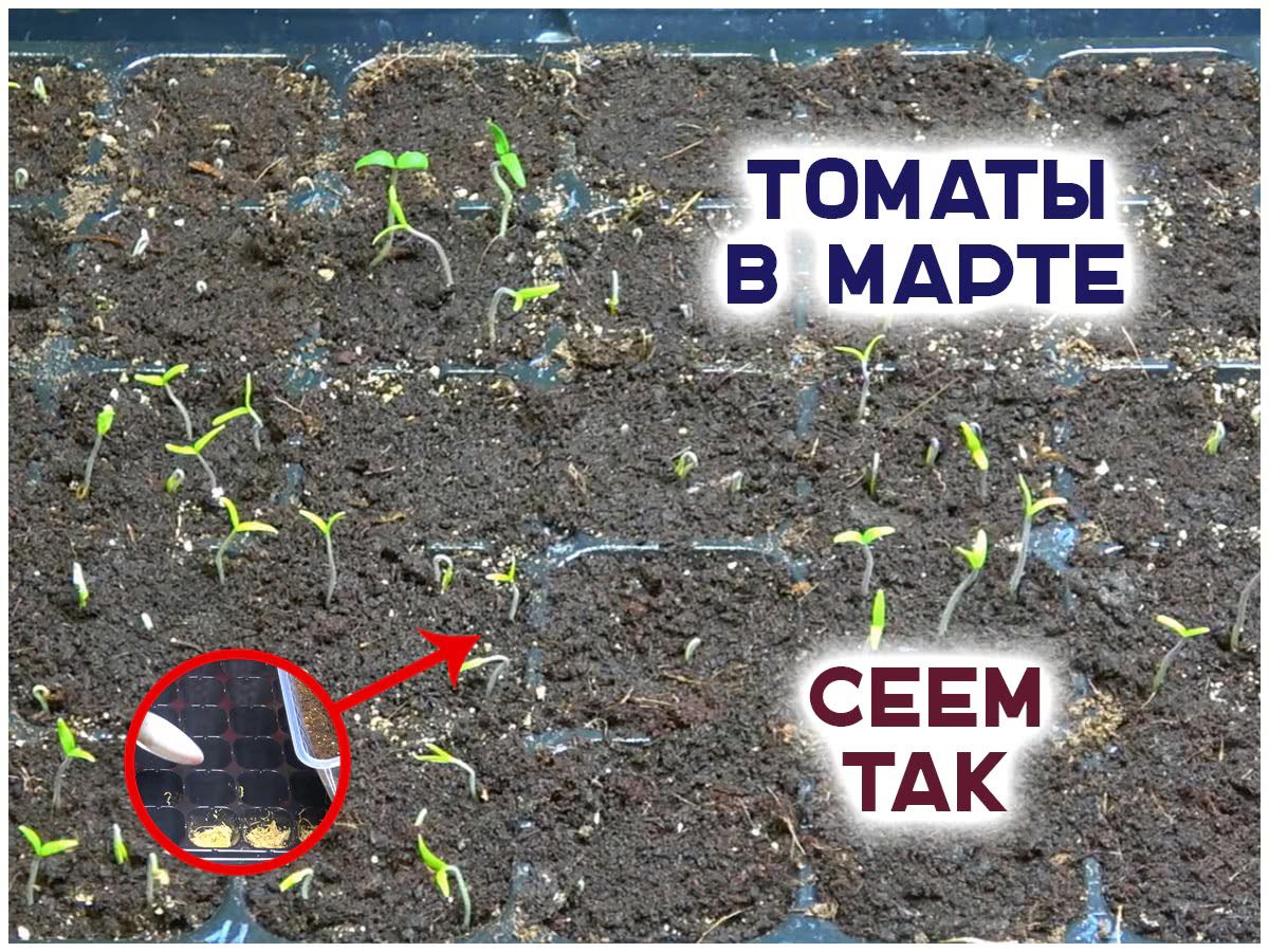 Разные способы посева томатов