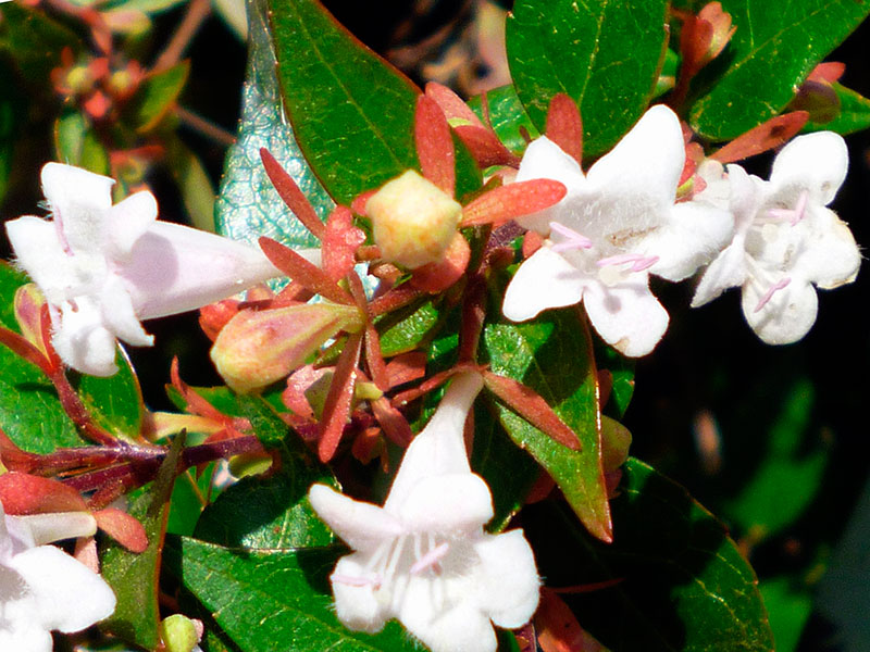 Уход за абелией в домашних условиях