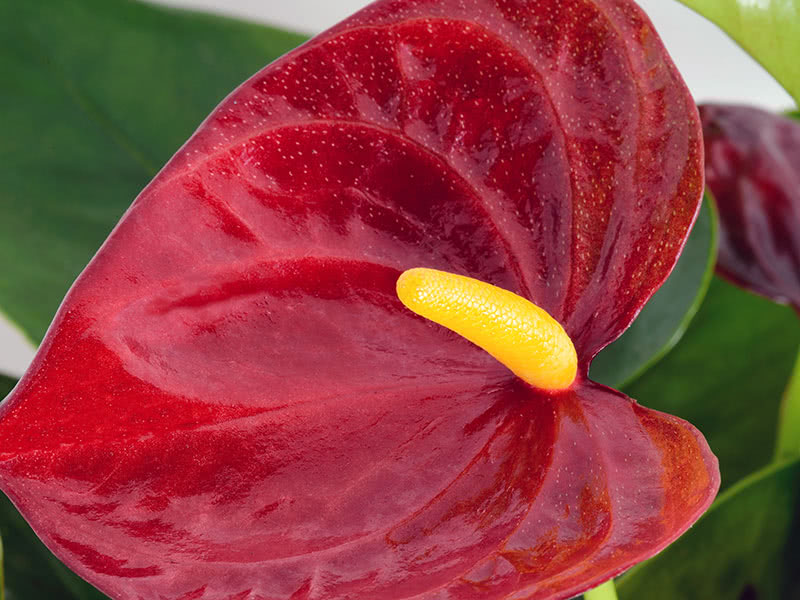 Уход за антуриумом в домашних условиях