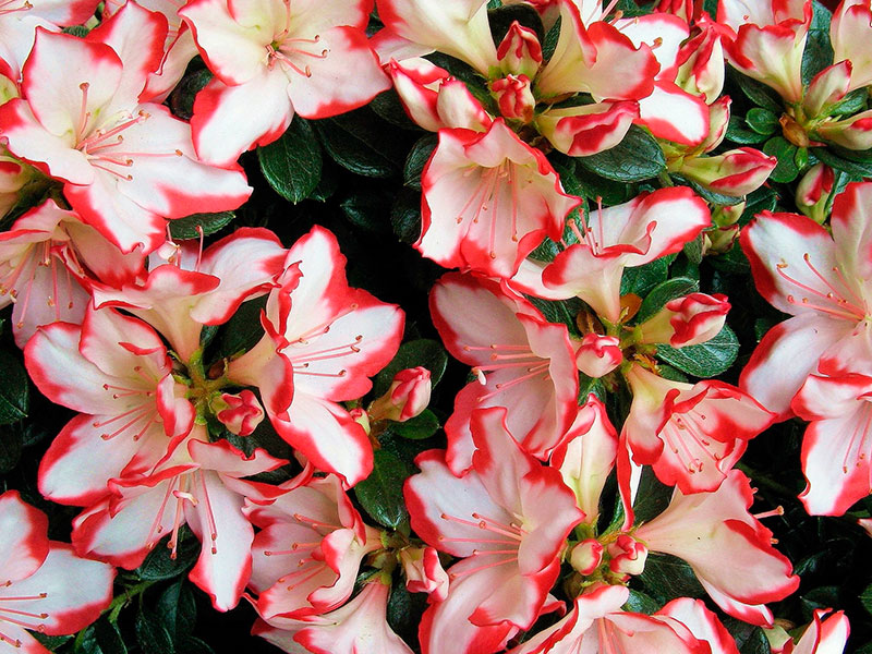 Уход за азалией в домашних условиях