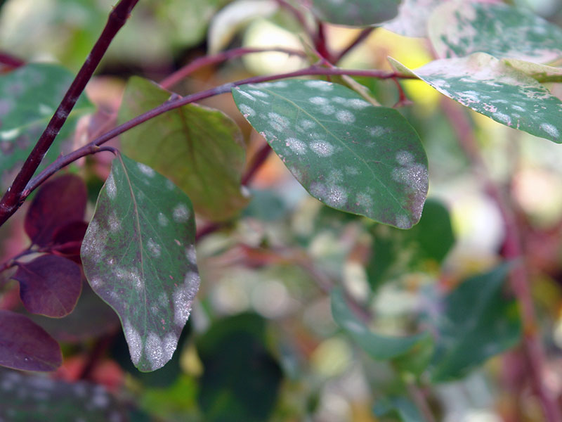 Болезни цветов комнатных лечение фото на листьях
