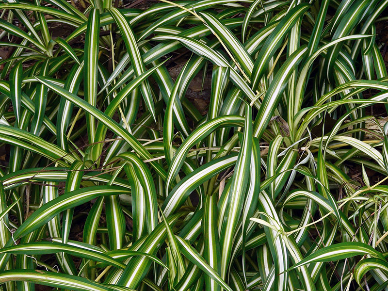 Уход за хлорофитумом хохлатым в домашних условиях