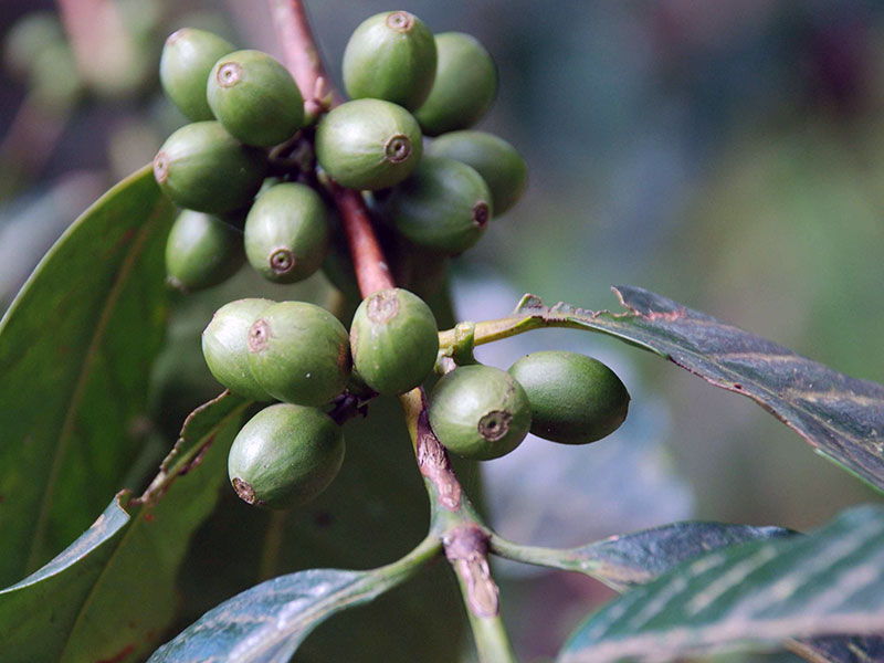 Выращивание кофейного дерева в домашних условиях