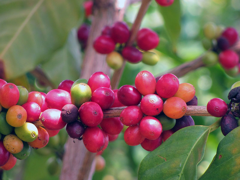 Выращивание кофе арабика в домашних условиях