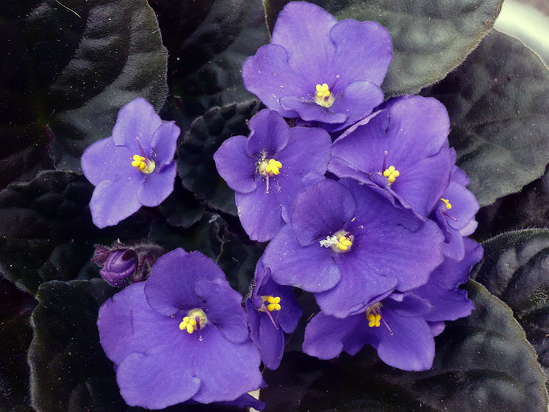 Укоренение фиалок в домашних условиях