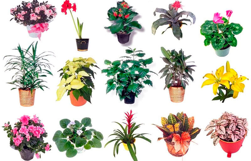 Цветущие растения