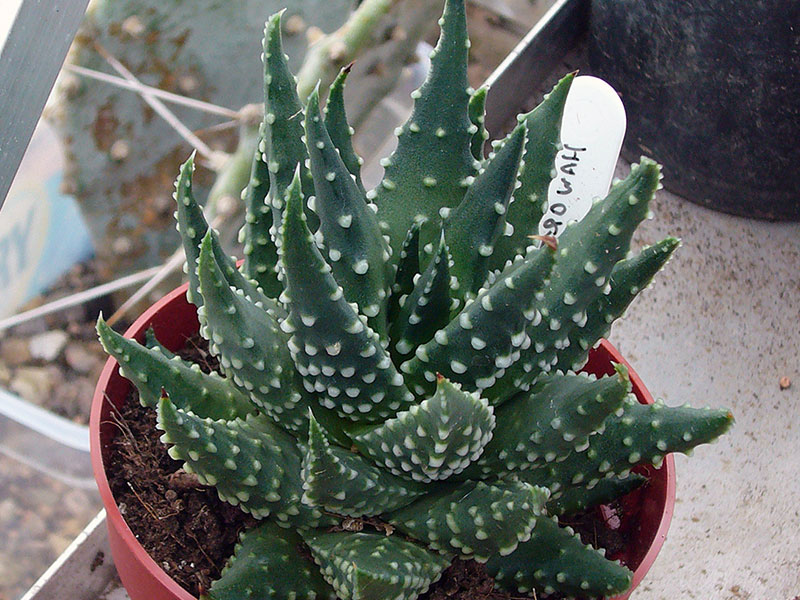 Уход за хавортией в домашних условиях