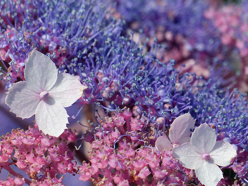 Уход за гортензией в домашних условиях