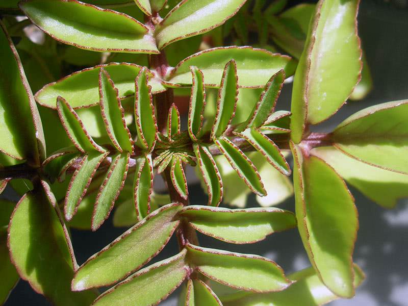Каланхоэ разрастающееся (Kalanchoe prolifera)
