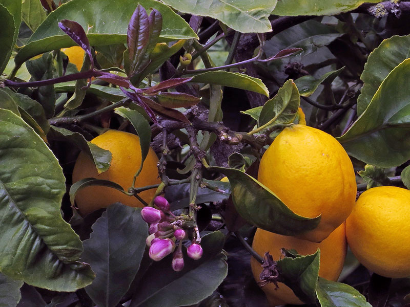 Выращивание лимона в домашних условиях