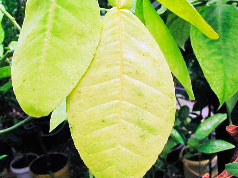 Причины пожелтения и засыхания листьев лимона 