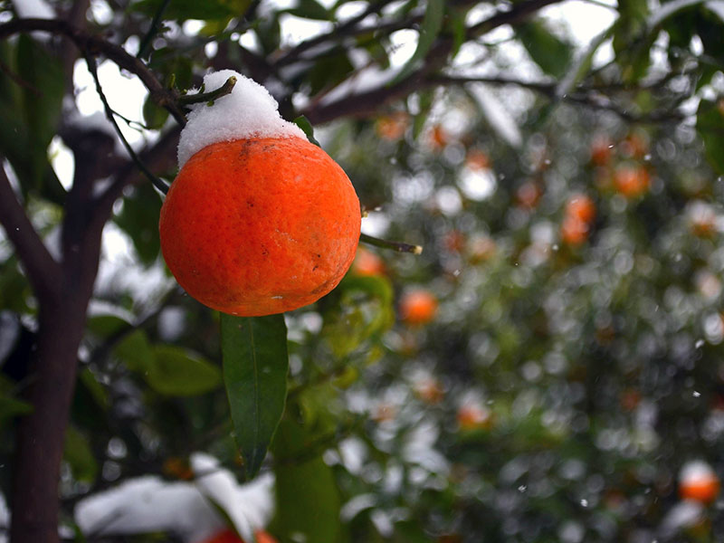 Выращивание мандарина в домашних условиях