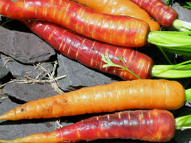 Условия выращивания моркови на балконе