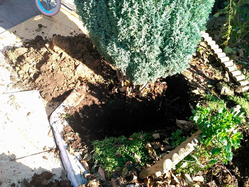 Как пересадить можжевельник