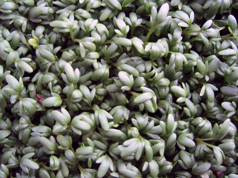 Выращивание овощей на подоконнике