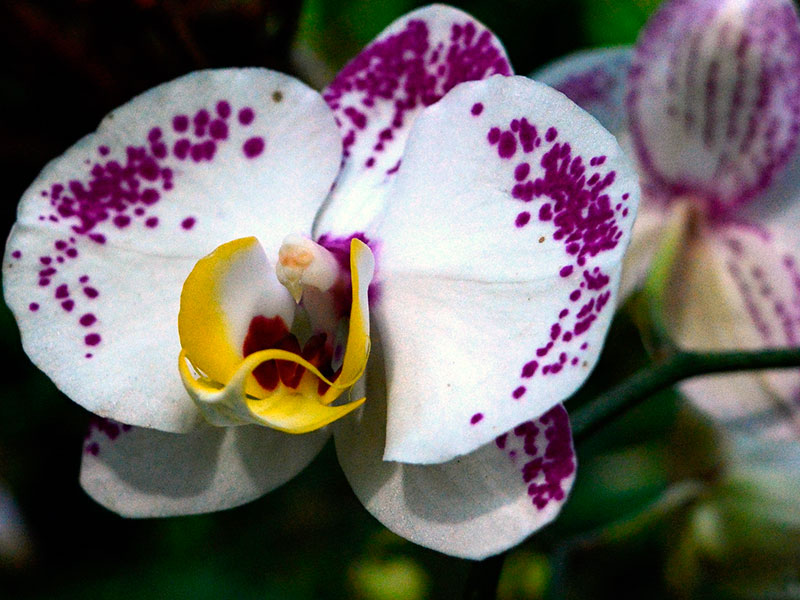 Уход за орхидеей в домашних условиях