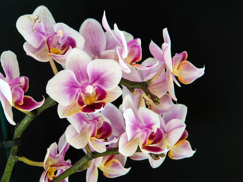 Как заставить орхидею зацвести