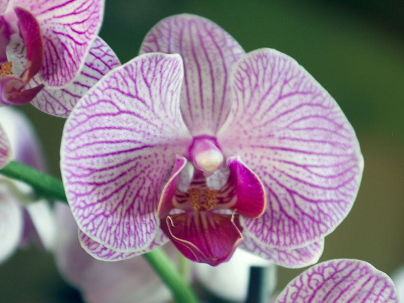 Как заставить орхидею цвести в доме