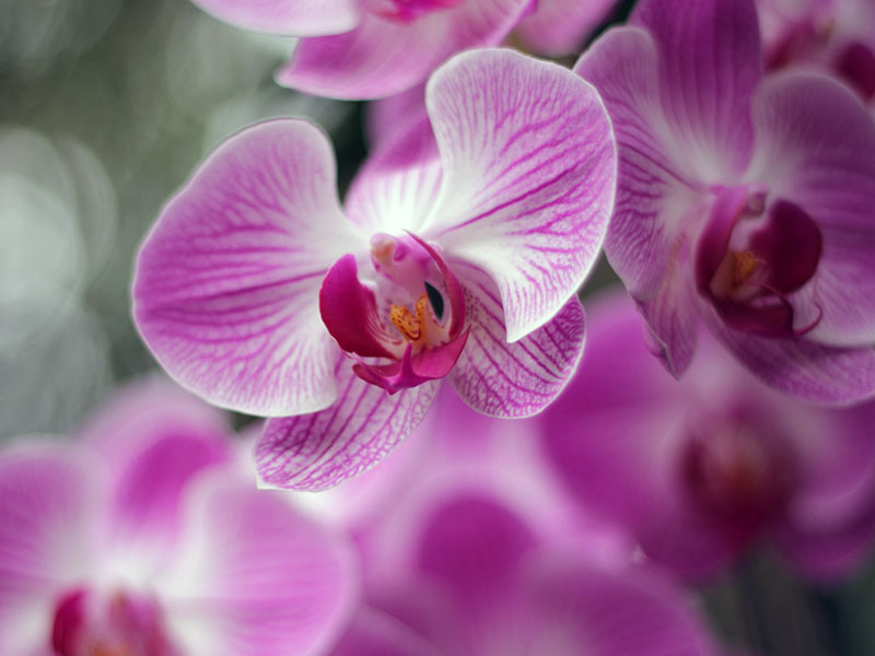 Условия для цветения орхидеи