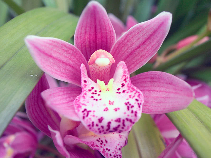 Чем подкормить орхидею в домашних условиях