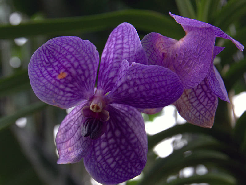 Как можно подкормить орхидеи: под корень и по листьям