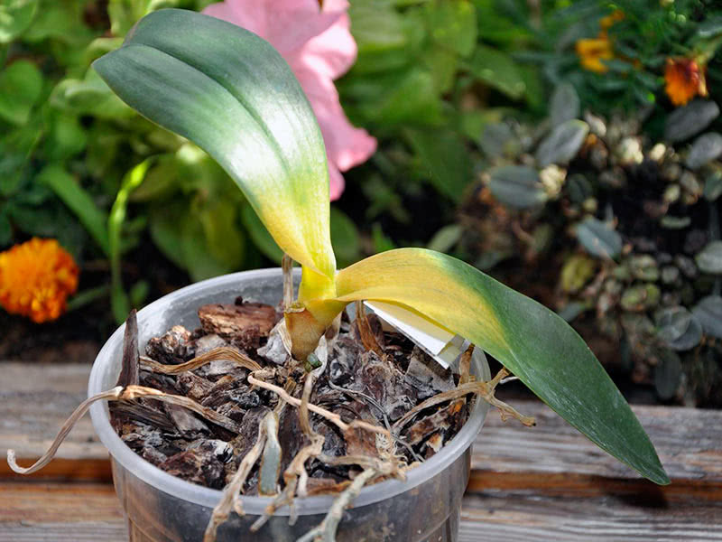 Болезни и вредители орхидеи