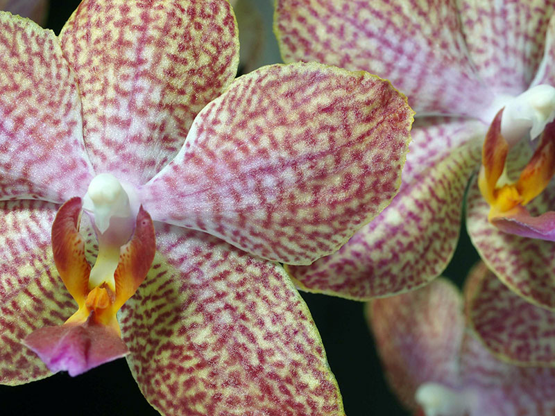 Как выращивать орхидею фаленопсис в домашних условиях?