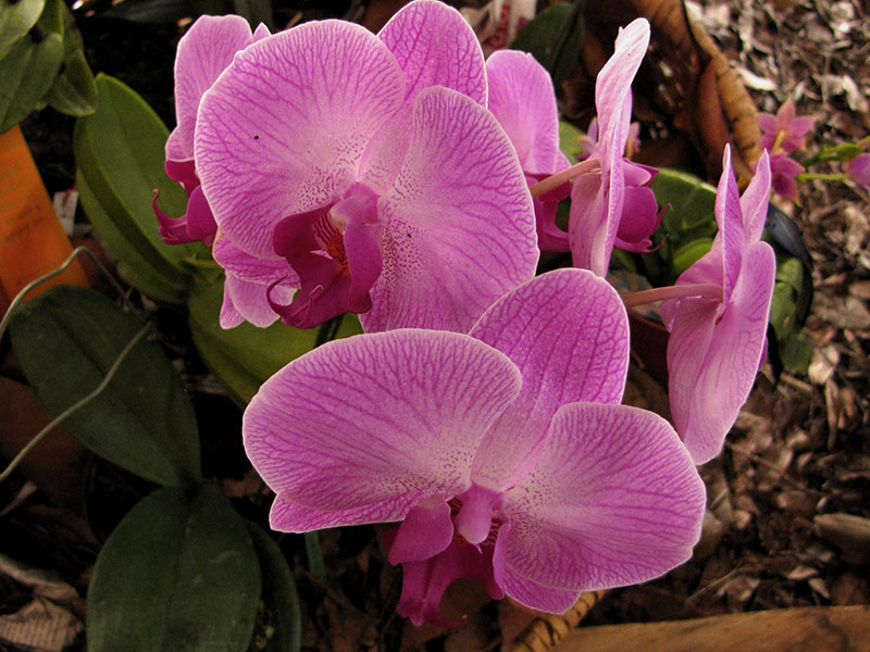 Выращивание орхидеи фаленопсиса дома