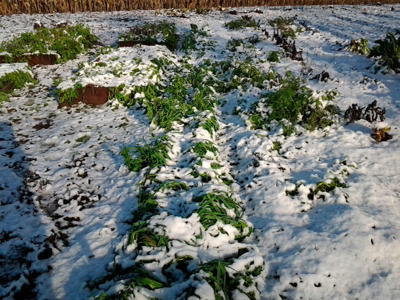 Зимний посев овощей