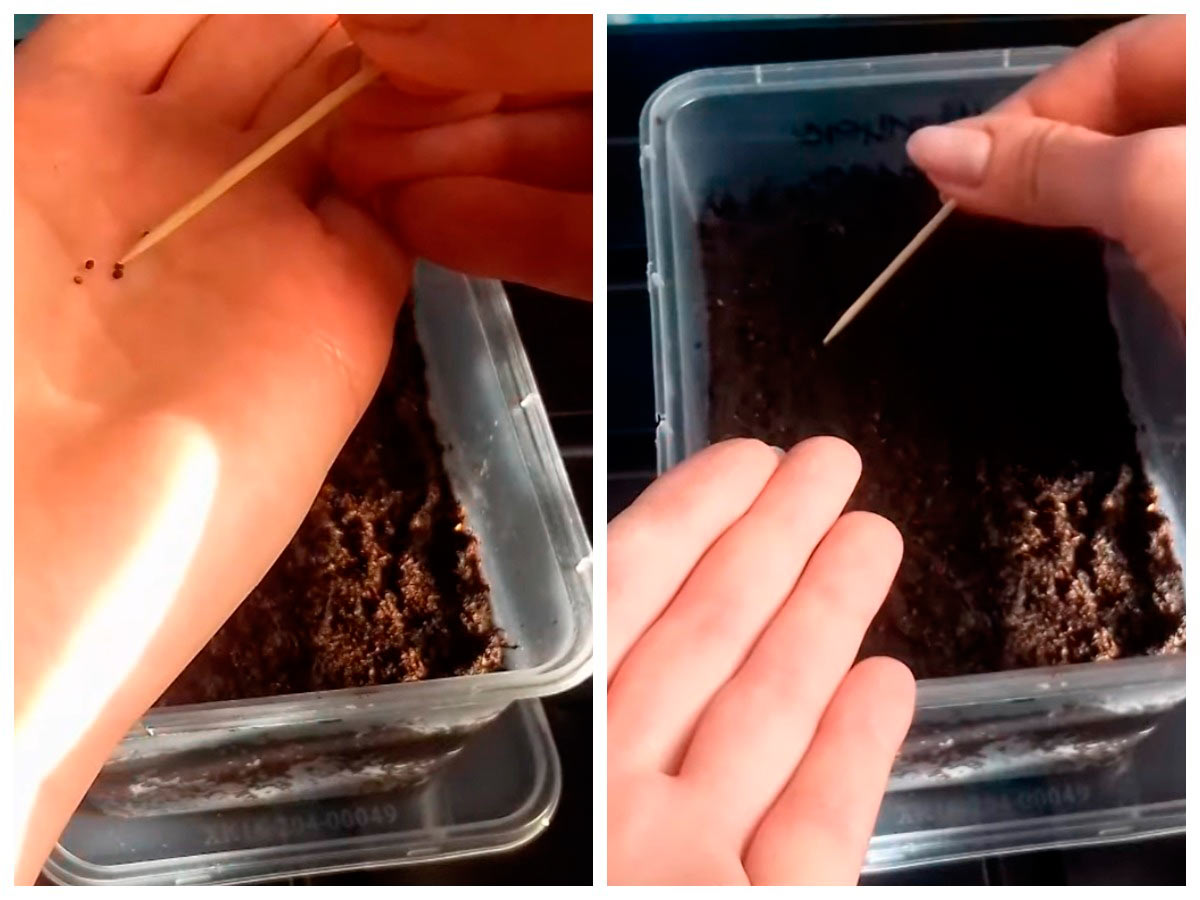 Выращивание примулы из семян