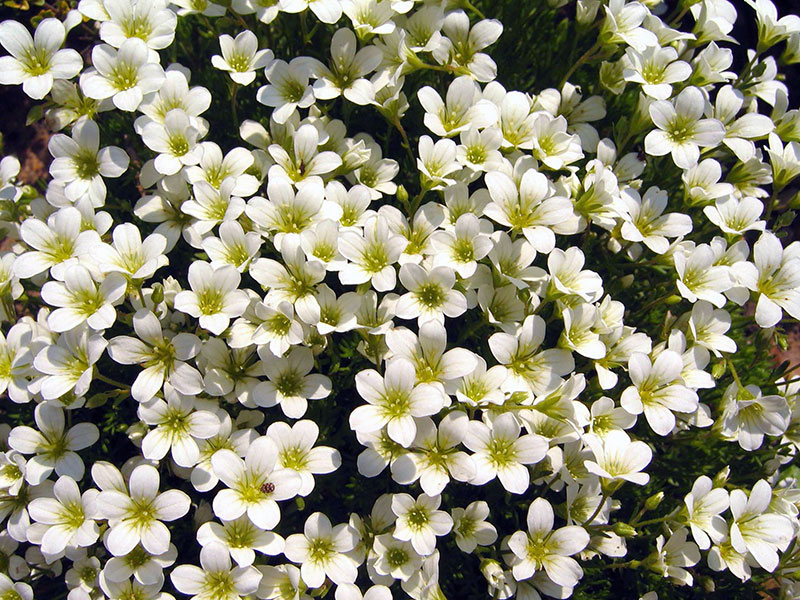 Уход за камнеломкой в домашних условиях