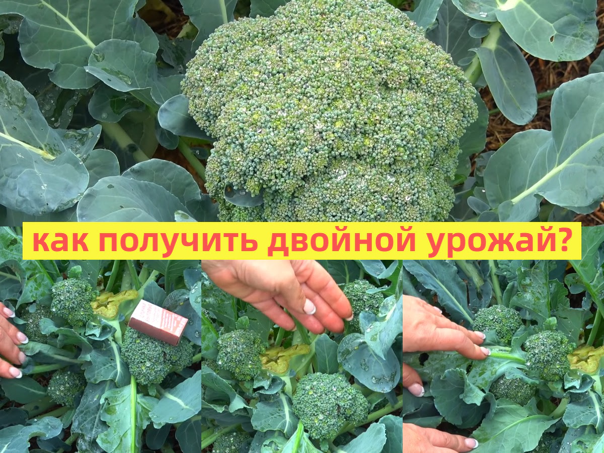 двойной урожай брокколи