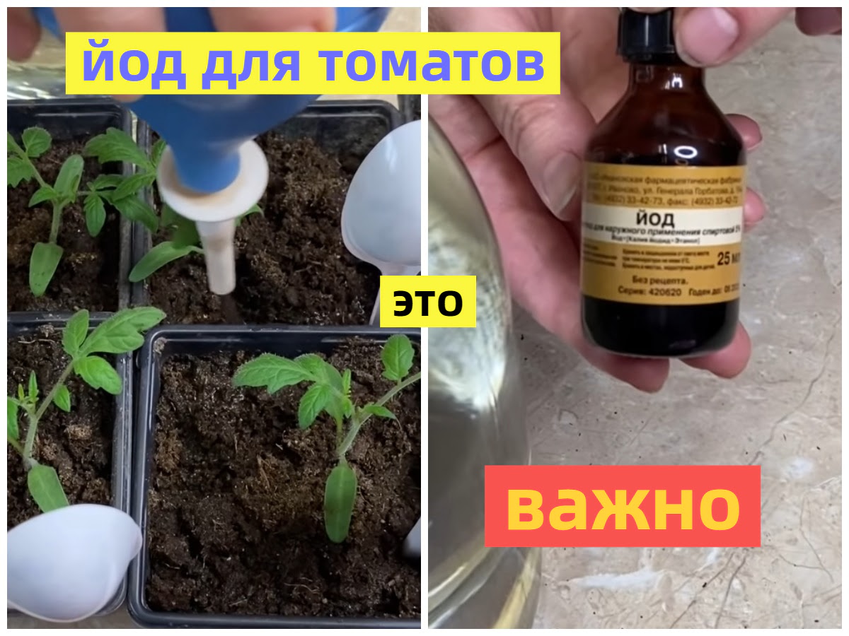 подкормка рассады томатов йодом