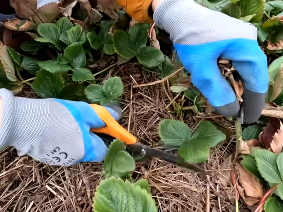 обрезка клубники