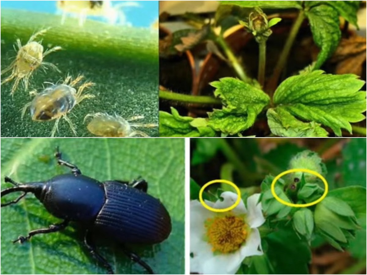 вредители клубники