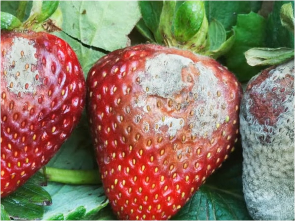 болезни клубники