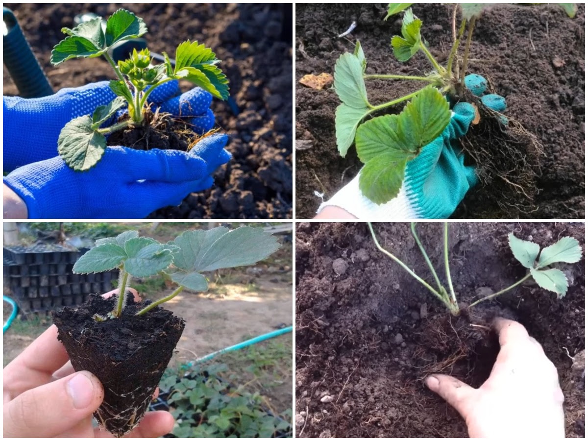 пересадка клубники