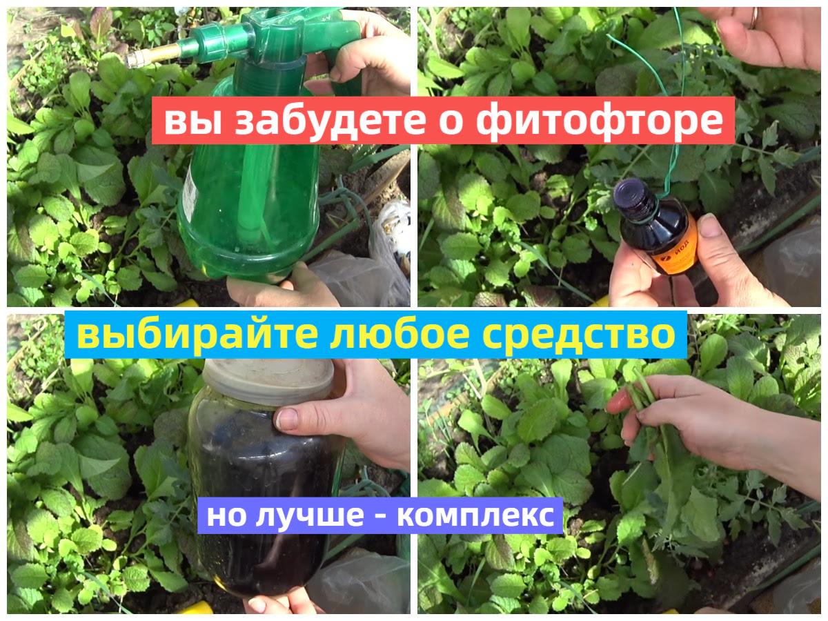 средства защиты томатов от фитофторы