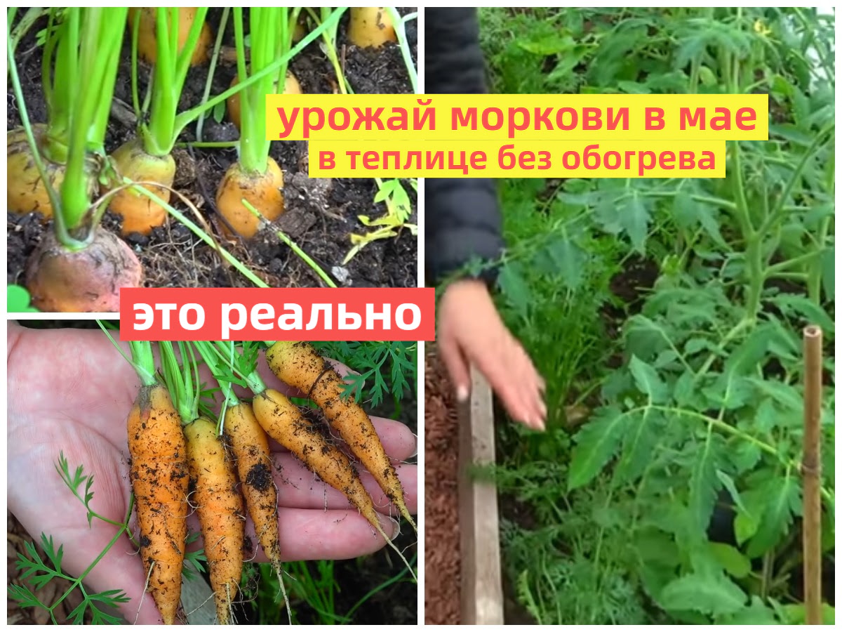 морковь через рассаду для раннего урожая