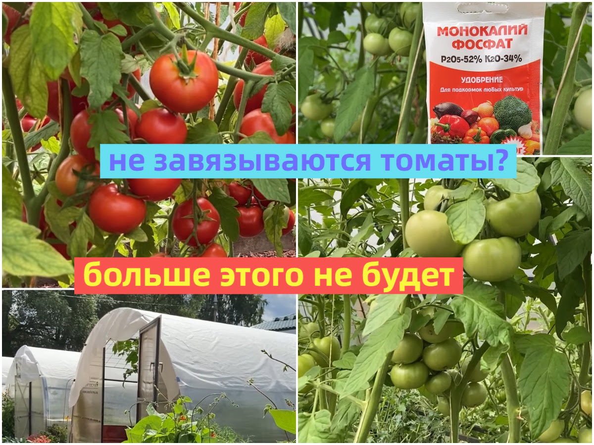 средства для решения проблемы незавязываемости томатов