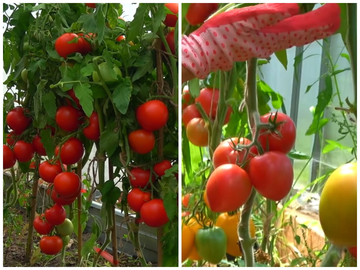 обрезка листьев на томатах