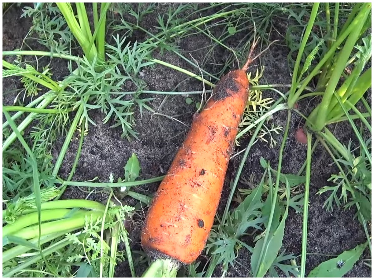 сладкая и лежкая морковь