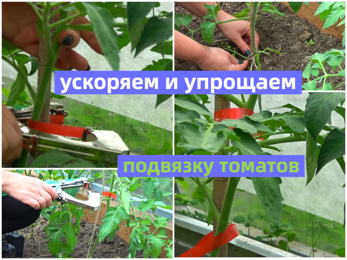 быстрые и удобные способы подвязки томатов