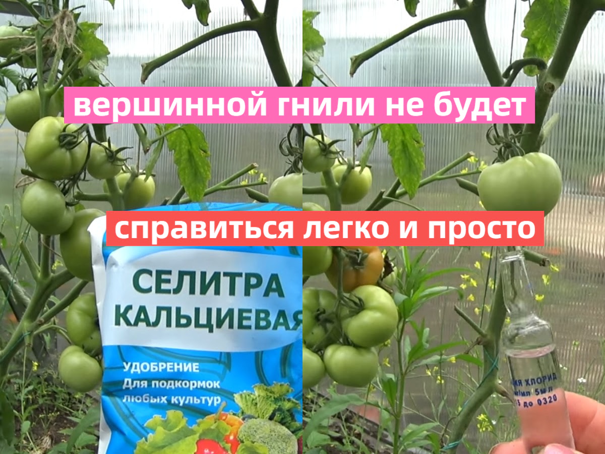 простые способы защиты томатов от вешинной гнили