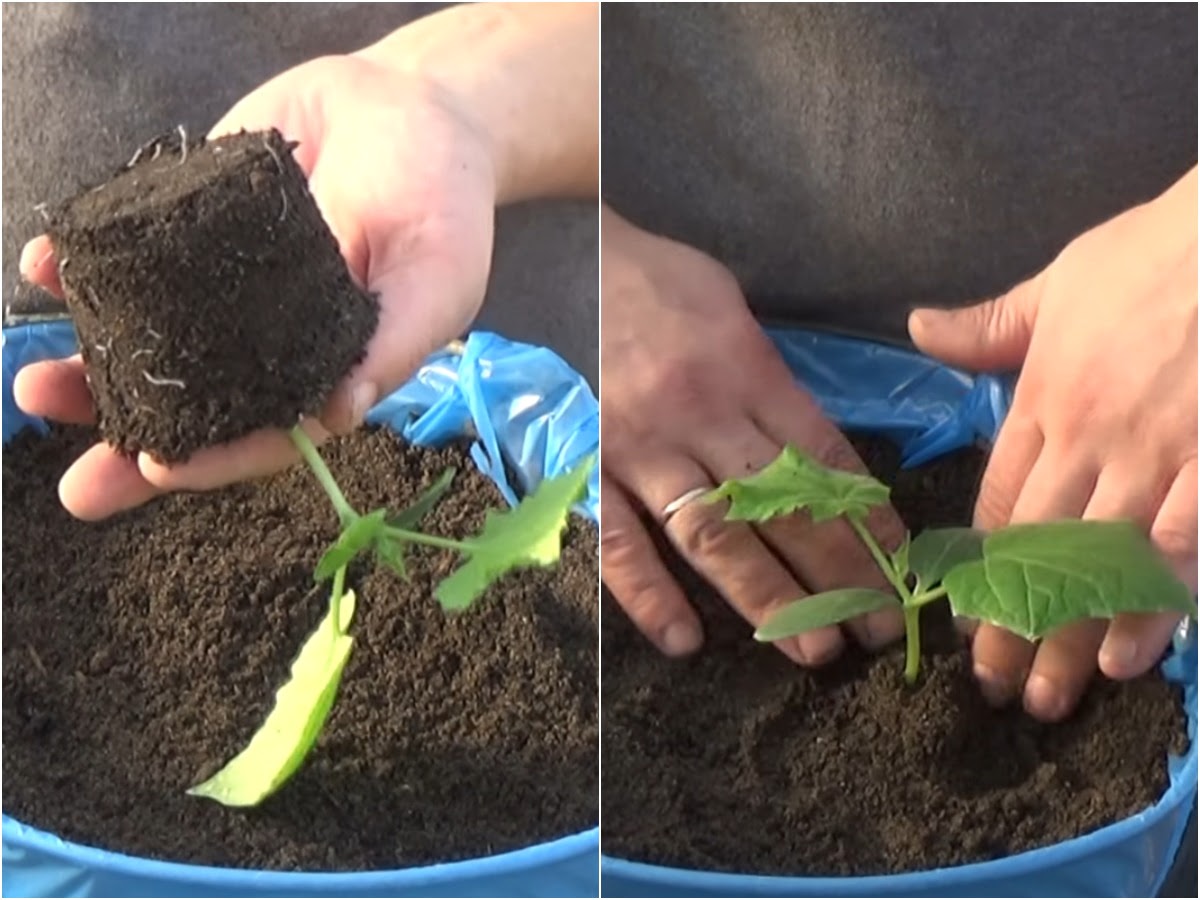 высадка огурцов в постоянные емкости